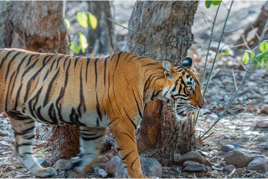 Royal Rendezvous in Ranthambhore: A 3-Day Wildlife Safari